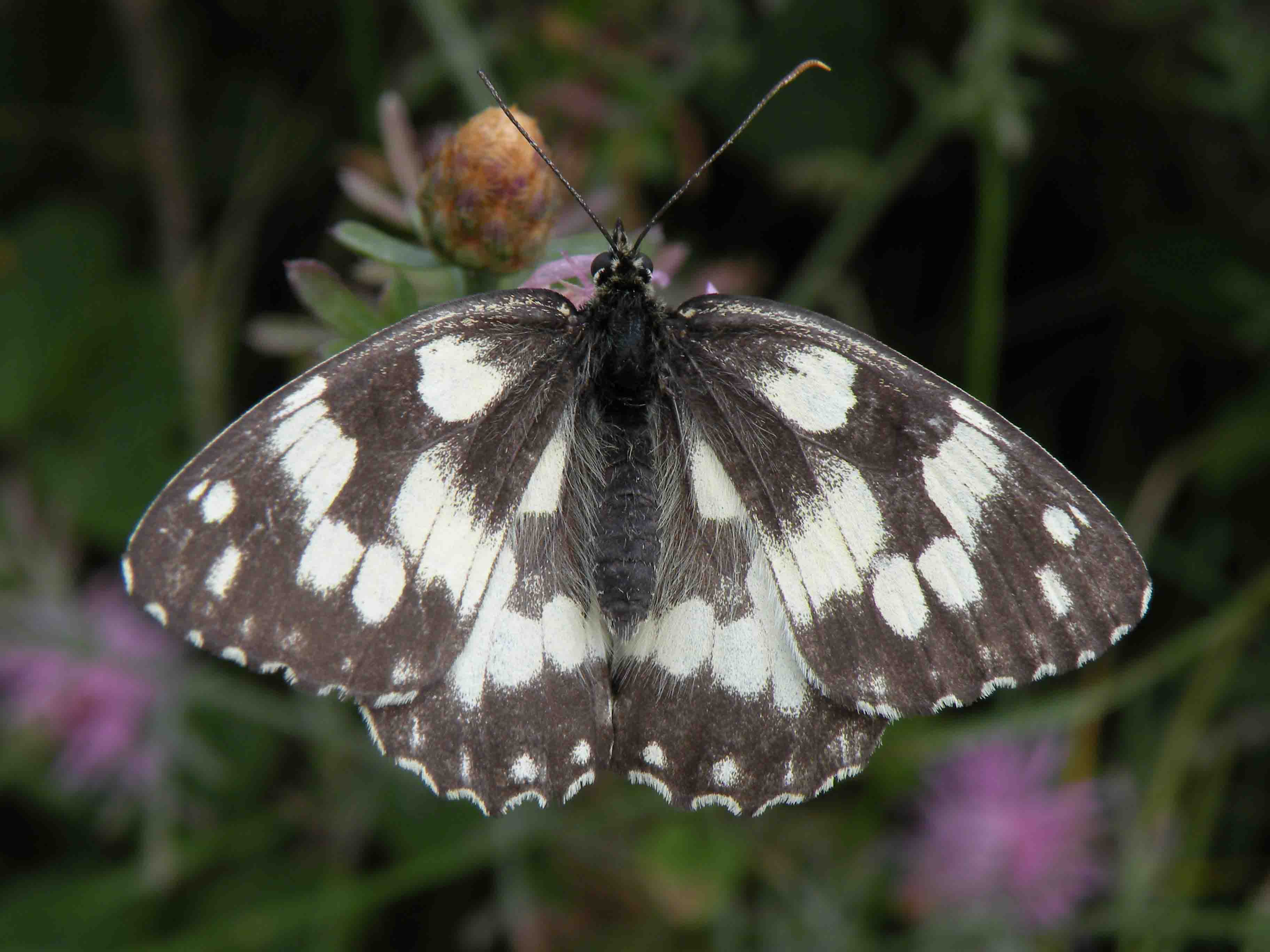 Aiuto identificazione farfalla